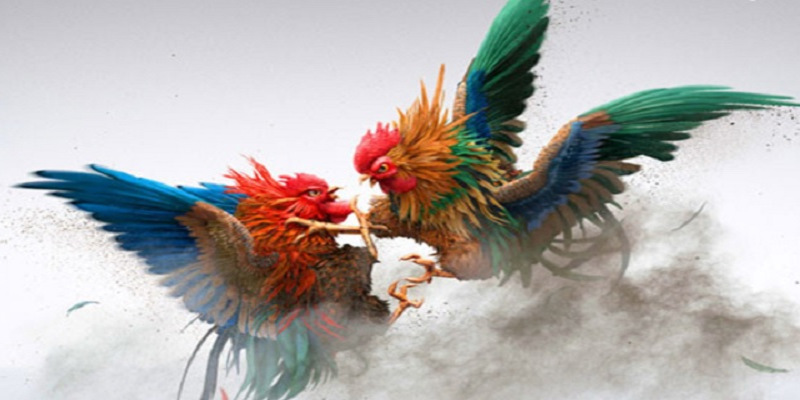 Những điểm thú vị của giải đấu C1 trong đá gà