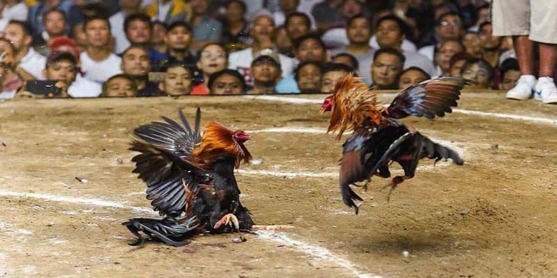 Đôi nét về DAGA Thomo hom nay