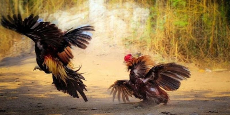 Các cửa cược DAGA Thomo phổ biến và được yêu thích nhất